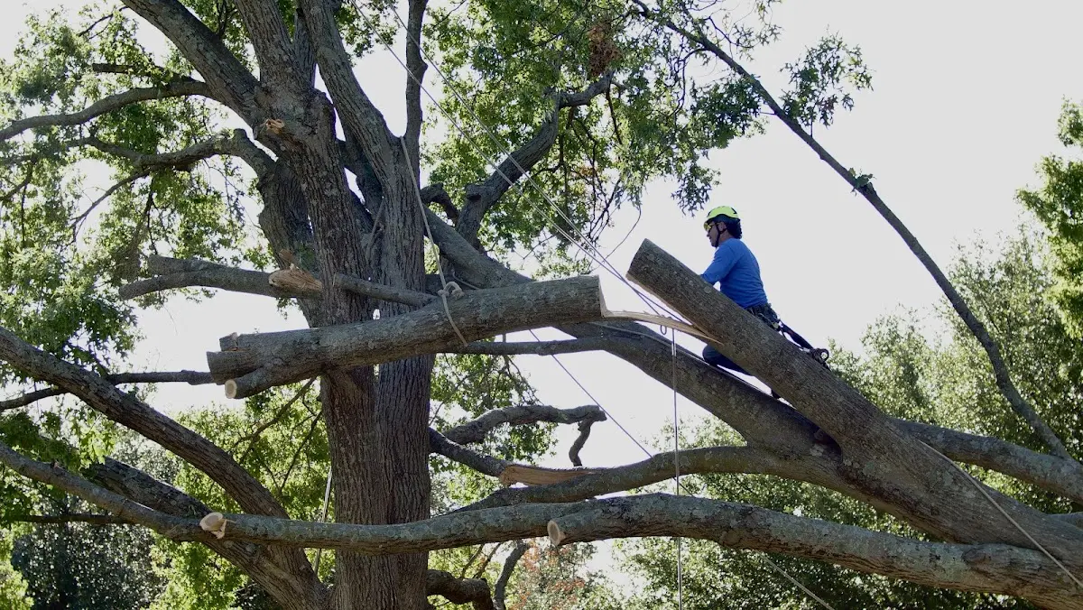 Professional Hazardous Tree Removal performed by certified arborists in Sanbornton