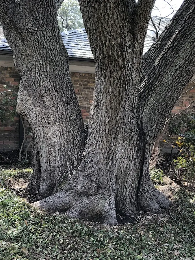 Mature heritage tree close to a Sanbornton property cared for by certified arborists